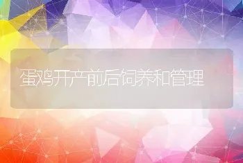 蛋鸡开产前后饲养和管理