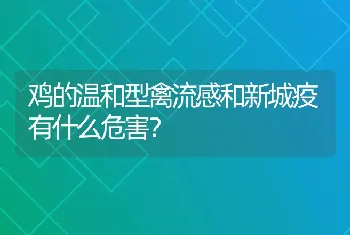 鸡的温和型禽流感和新城疫有什么危害？