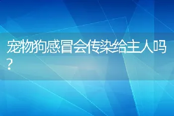 宠物狗感冒会传染给主人吗?