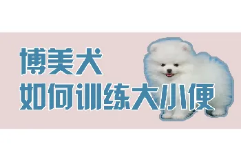 博美犬如何训练大小便