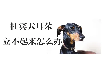 杜宾犬耳朵立不起来怎么办