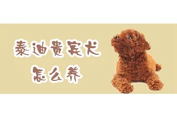 泰迪贵宾犬怎么养