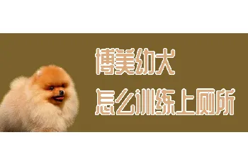 博美幼犬怎么训练上厕所