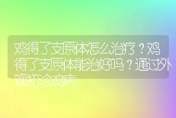 鸡得了支原体怎么治疗？鸡得了支原体能治好吗？通过外观初诊鸡病