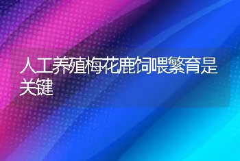 人工养殖梅花鹿饲喂繁育是关键