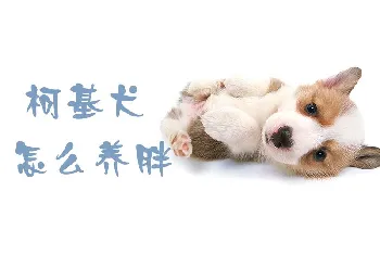 柯基犬怎么养胖