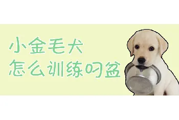 小金毛犬怎么训练叼盆