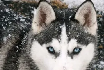 蓝眼睛的狗—古牧犬饲养方法以及营养禁忌