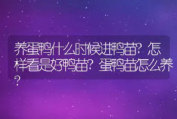 养蛋鸭什么时候进鸭苗?怎样看是好鸭苗?蛋鸭苗怎么养?