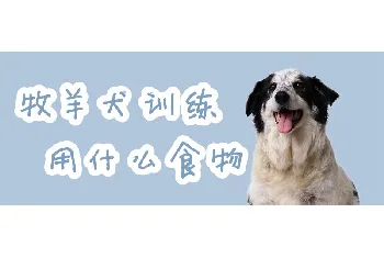 牧羊犬训练用什么食物