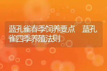 蓝孔雀春季饲养要点 蓝孔雀四季养殖法则