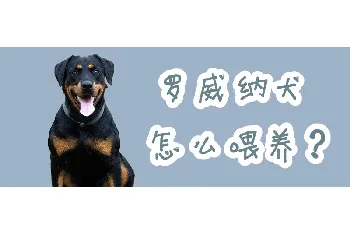 罗威纳犬怎么喂养