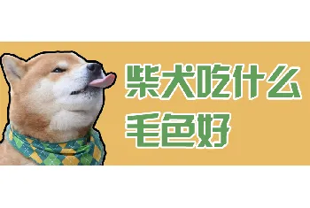 柴犬吃什么毛色好