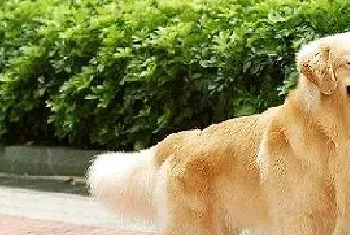 金毛犬乱吃东西怎么教育?新手训犬必看!