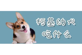 柯基幼犬吃什么