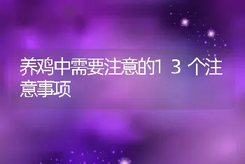 养鸡中需要注意的13个注意事项