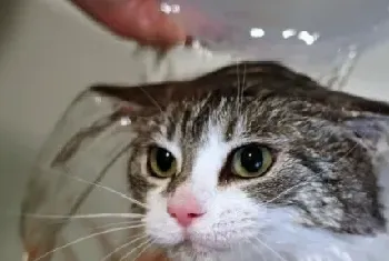 听说猫咪都怕水?猫咪为啥会这么怕水!