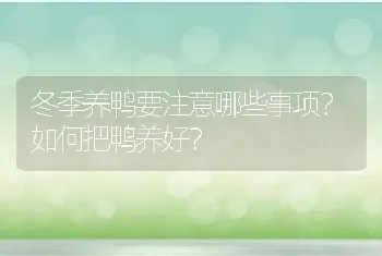 冬季养鸭要注意哪些事项？如何把鸭养好？