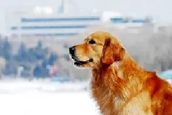 金毛犬拉稀吃什么药?金毛犬拉稀不吃饭喂土霉素可以吗?