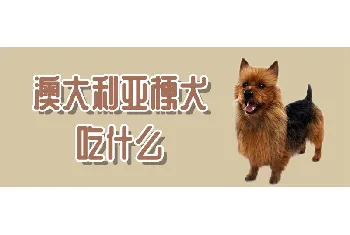 澳大利亚梗犬吃什么