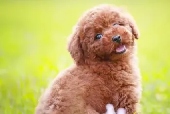 [贵宾犬选购]如何挑选健康的贵宾犬