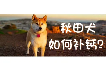 秋田犬如何补钙