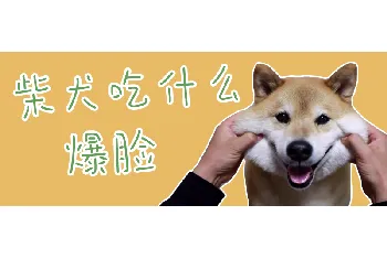 柴犬吃什么爆脸