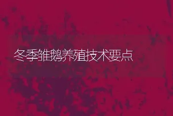 冬季雏鹅养殖技术要点