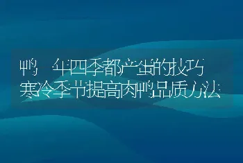 鸭一年四季都产蛋的技巧 寒冷季节提高肉鸭品质方法