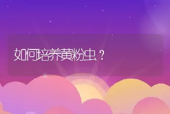 如何培养黄粉虫？