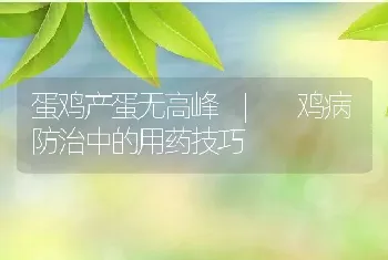 蛋鸡产蛋无高峰_鸡病防治中的用药技巧