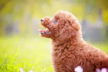 [贵宾犬价格]贵宾犬的种类价格 颜色越深越贵