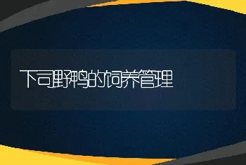 下司野鸭的饲养管理