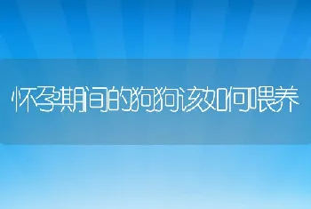 怀孕期间的狗狗该如何喂养