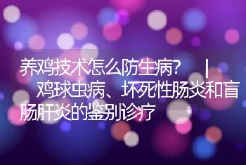 养鸡技术怎么防生病？_鸡球虫病、坏死性肠炎和盲肠肝炎的鉴别诊疗