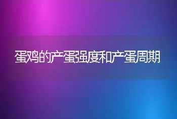 蛋鸡的产蛋强度和产蛋周期