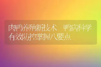 肉鸭养殖新技术 鸭病科学有效防控掌握八要点