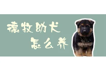 德牧幼犬怎么养