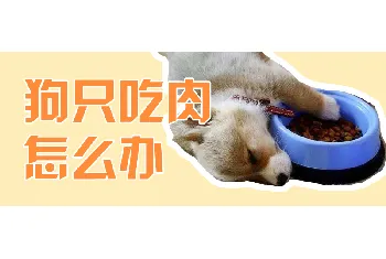 狗只吃肉怎么办