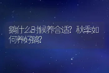 鹅什么时候养合适?秋季如何养好鹅?