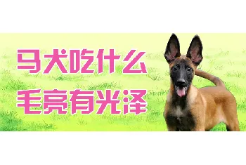 马犬吃什么毛亮有光泽