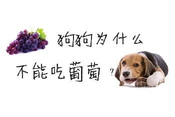 狗狗为什么不能吃葡萄