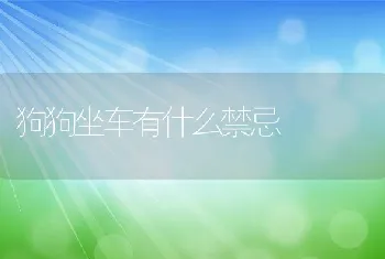 狗狗坐车有什么禁忌