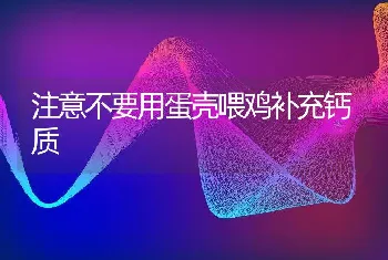 注意不要用蛋壳喂鸡补充钙质