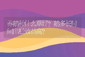 养鹅种什么草好?鹅多长时间出栏效益高?