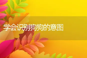 学会识别狗狗的意图