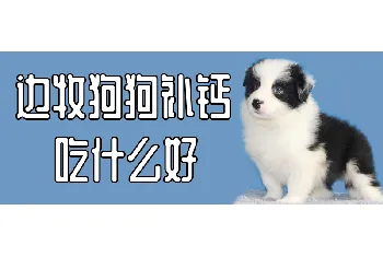 边牧狗狗补钙吃什么好