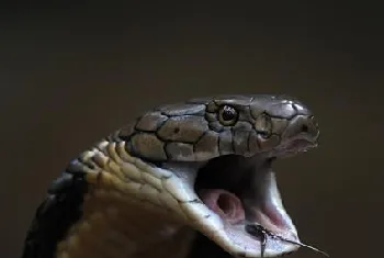 埃及眼镜蛇的摄食介绍