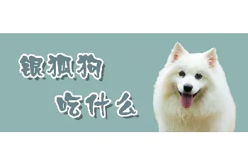 银狐狗吃什么