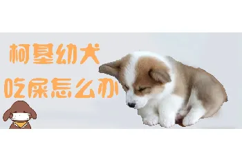 柯基幼犬吃屎怎么办